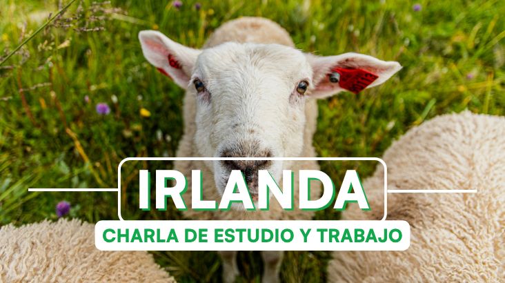 🇮🇪 Zoom Gratuito: ¿Cómo estudiar y trabajar en Irlanda? 🍀
