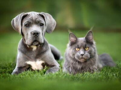 ¿Sabías que puedes traer a tu mascota contigo a Australia? Aquí te explicamos cómo 🐶💛🐱.